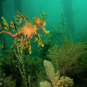 Leafy seadragon - in algae under a jetty Leafy seadragon - in algae under a jetty