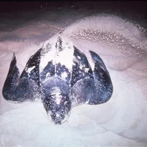 Leatherback / Leathery Turtle - flicking sand Leatherback / Leathery Turtle - flicking sand