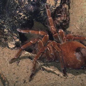 LEBLONDI TARANTULA / Goliath Bird-Eating Spider LEBLONDI TARANTULA / Goliath Bird-Eating Spider