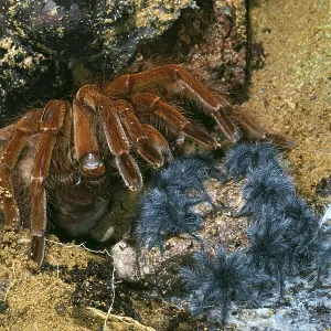 Leblondi Tarantula / Goliath Bird-Eating Spider Leblondi Tarantula / Goliath Bird-Eating Spider