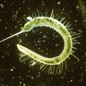 LEECH