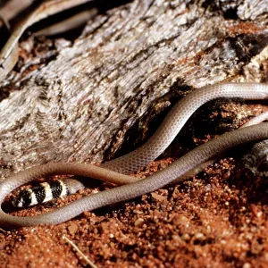 Legless Lizard Legless Lizard