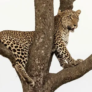 Leopard Leopard