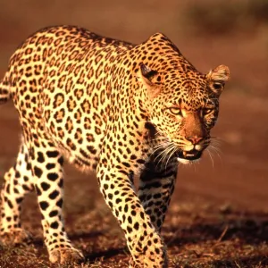LEOPARD
