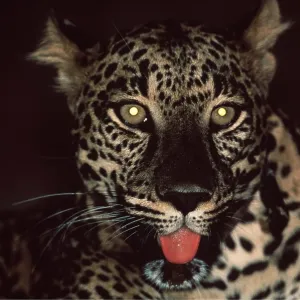 LEOPARD LEOPARD