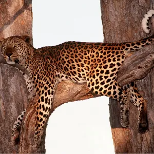 LEOPARD - Alert, lying in tree LEOPARD - Alert, lying in tree
