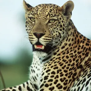 LEOPARD - close-up LEOPARD - close-up