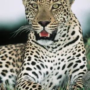 LEOPARD - close-up looking at camera LEOPARD - close-up looking at camera