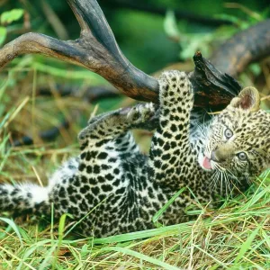 Leopard - Cub 2 months old