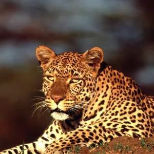LEOPARD - female