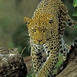 Leopard - female