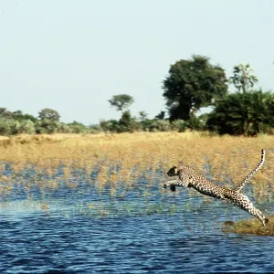LEOPARD - leaping over water LEOPARD - leaping over water