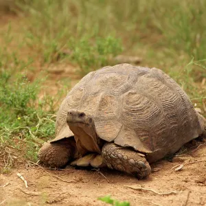 Leopard Tortoise - Cold-blooded reptile Leopard Tortoise - Cold-blooded reptile