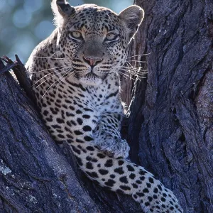 LEOPARD - in tree LEOPARD - in tree