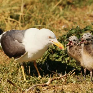 Lesser Black-backed GULL - adult with chicks, begging Lesser Black-backed GULL - adult with chicks, begging