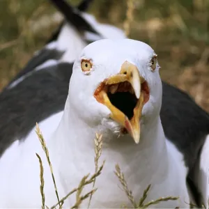 Lesser Black-backed Gull - close-up, with beak open Lesser Black-backed Gull - close-up, with beak open