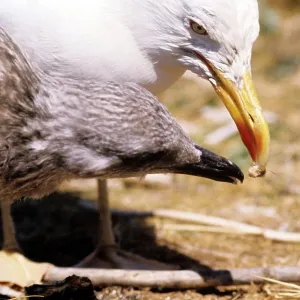 Lesser Black-backed Gull - feeding juvenile Lesser Black-backed Gull - feeding juvenile
