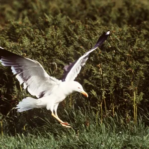 Lesser Black-backed Gull - in flight Lesser Black-backed Gull - in flight