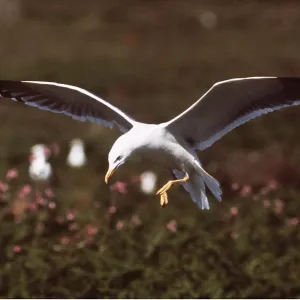 Lesser Black-backed Gull - in flight Lesser Black-backed Gull - in flight