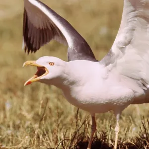 LESSER BLACK-BACKED GULL - Long Call LESSER BLACK-BACKED GULL - Long Call