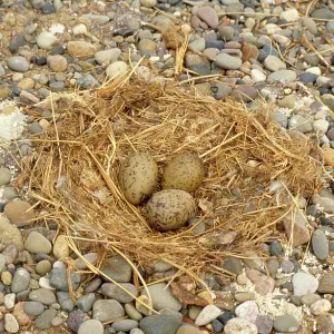 Lesser Black-backed Gull - nest and eggs Lesser Black-backed Gull - nest and eggs