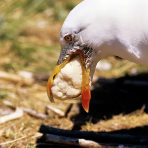 Lesser Black-backed Gull - regurgitating food for chicks Lesser Black-backed Gull - regurgitating food for chicks