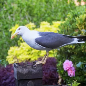Lesser Black Backed Gull - in urban garden - Birmingham UK Lesser Black Backed Gull - in urban garden - Birmingham UK
