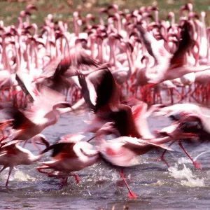 LESSER FLAMINGOS - taking off
