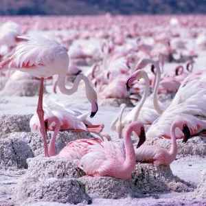 Lesser and Greater FLAMINGOS - at nest Lesser and Greater FLAMINGOS - at nest