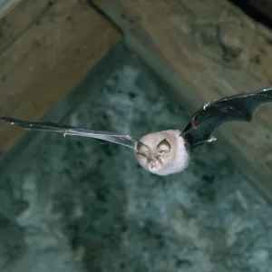 LESSER HORSESHOE BAT - In flight LESSER HORSESHOE BAT - In flight