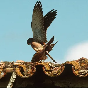 LESSER KESTREL - mating