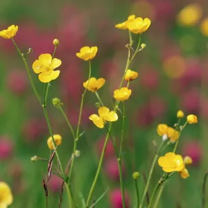 Lesser SPEARWORT Lesser SPEARWORT