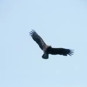 Lesser Spotted Eagle - in flight Lesser Spotted Eagle - in flight