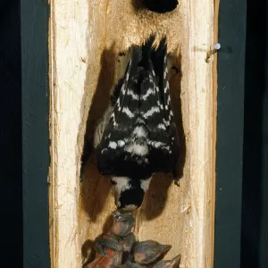 Lesser-spotted Woodpecker - cross section of tree Lesser-spotted Woodpecker - cross section of tree