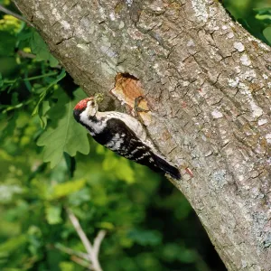 Lesser Spotted Woodpecker - male at nest in oak tree Lesser Spotted Woodpecker - male at nest in oak tree