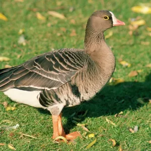 LESSER WHITE-FRONTED GOOSE LESSER WHITE-FRONTED GOOSE