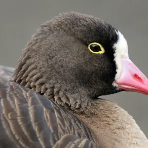 Lesser White-fronted Goose - close-up of head Lesser White-fronted Goose - close-up of head