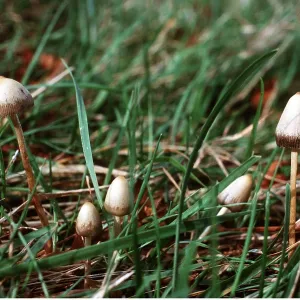 LIBERTY CAP FUNGI LIBERTY CAP FUNGI