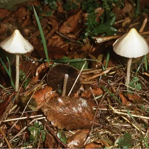 Liberty Cap Fungi Liberty Cap Fungi