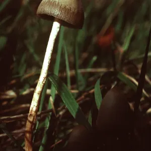 LIBERTY CAP FUNGI - Hallucinogenic LIBERTY CAP FUNGI - Hallucinogenic