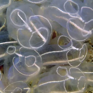 Light bulb Sea Squirt / Tunicate Light bulb Sea Squirt / Tunicate