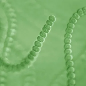 Light Micrograph: Cyanobacterium Light Micrograph: Cyanobacterium