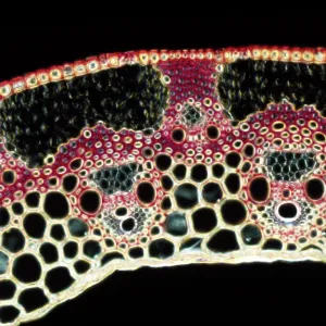 Light Micrograph (LM): A transverse section of Light Micrograph (LM): A transverse section of