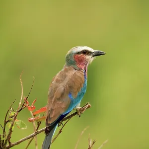 Lilac-breasted Roller Selous Game Reserve, Tanzania Lilac-breasted Roller Selous Game Reserve, Tanzania