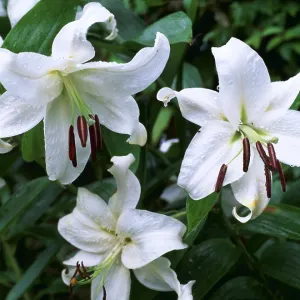 LILY - x three flowers LILY - x three flowers