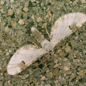 Lime-speck pug MOTH Lime-speck pug MOTH