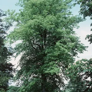 LIME TREE LIME TREE