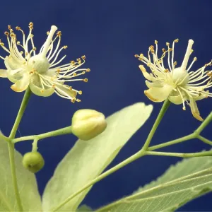 Lime tree - flowers, close-up Lime tree - flowers, close-up