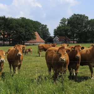 limousin