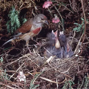 LINNET - Adult at nest, with young LINNET - Adult at nest, with young